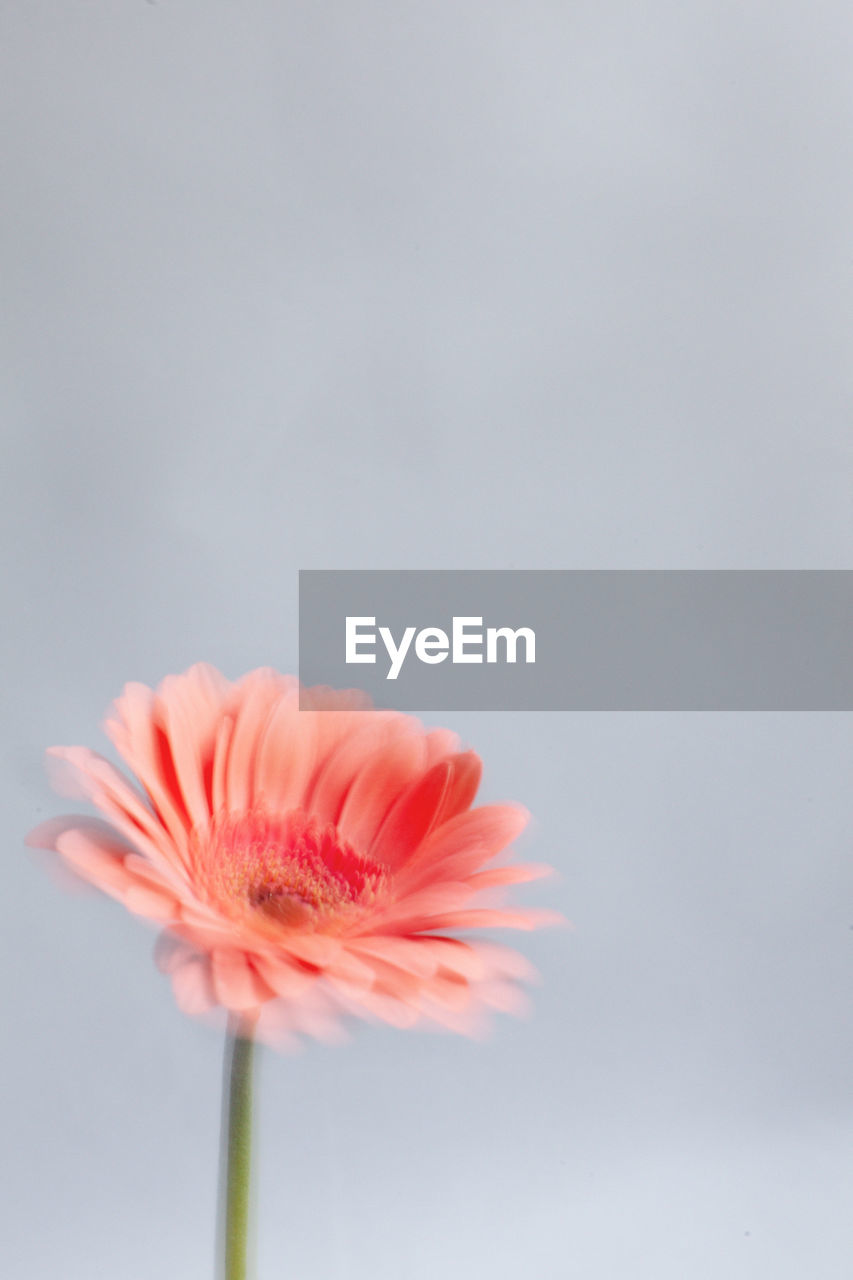 CLOSE-UP OF RED FLOWER AGAINST BLUE BACKGROUND