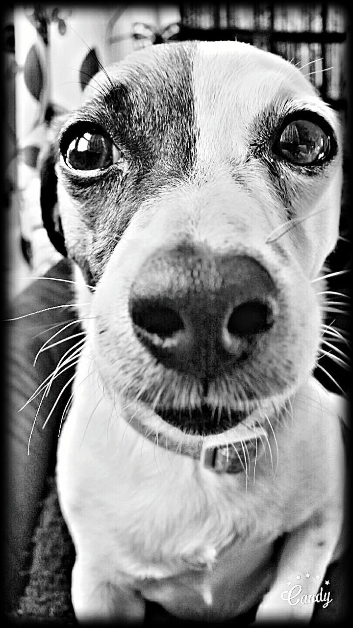 Close-up portrait of dog