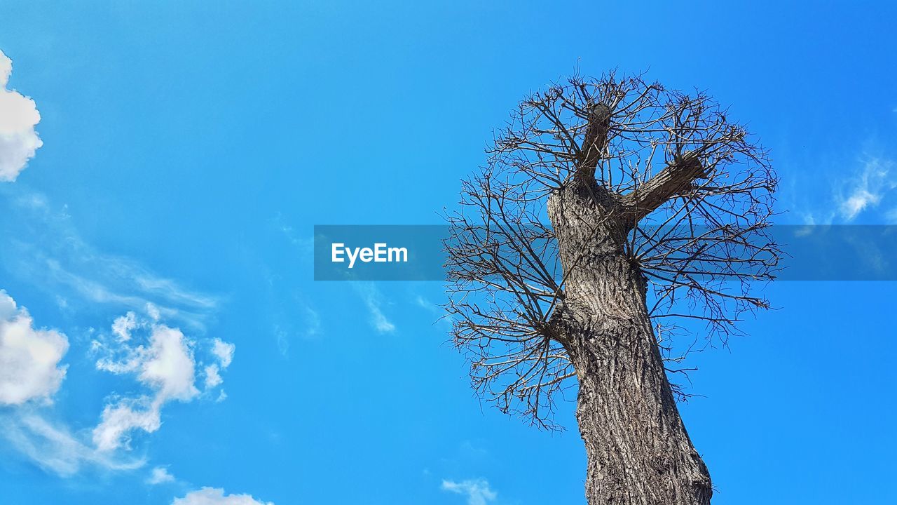 LOW ANGLE VIEW OF TREE AGAINST SKY