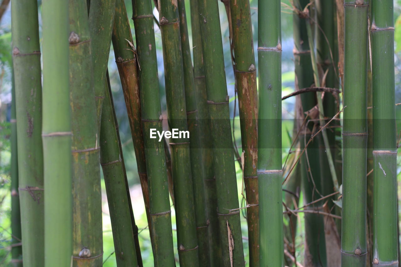 FULL FRAME SHOT OF BAMBOO PLANT