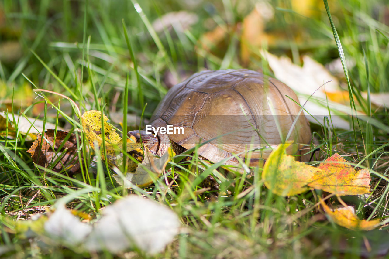 CLOSE-UP OF TURTLE ON GRASS