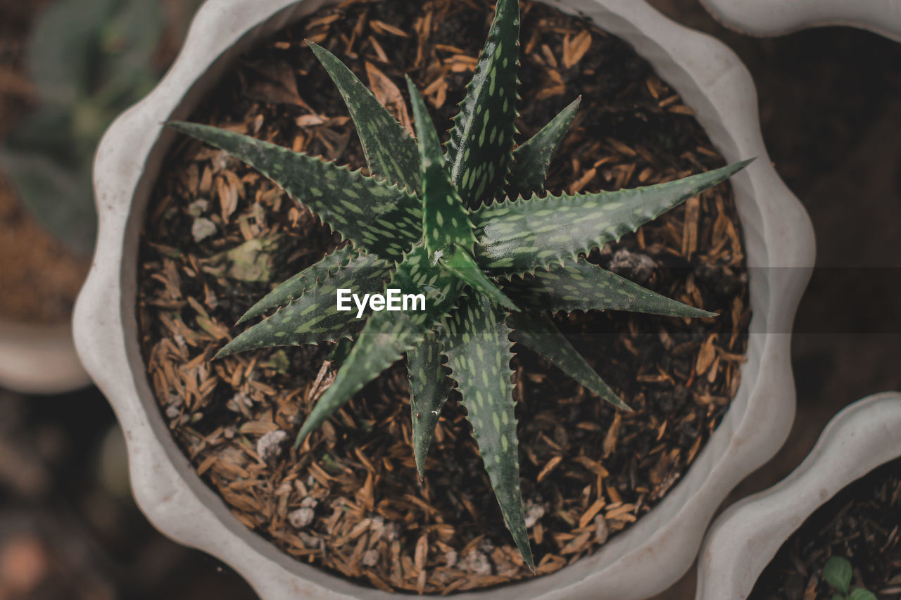 High angle view of potted plant