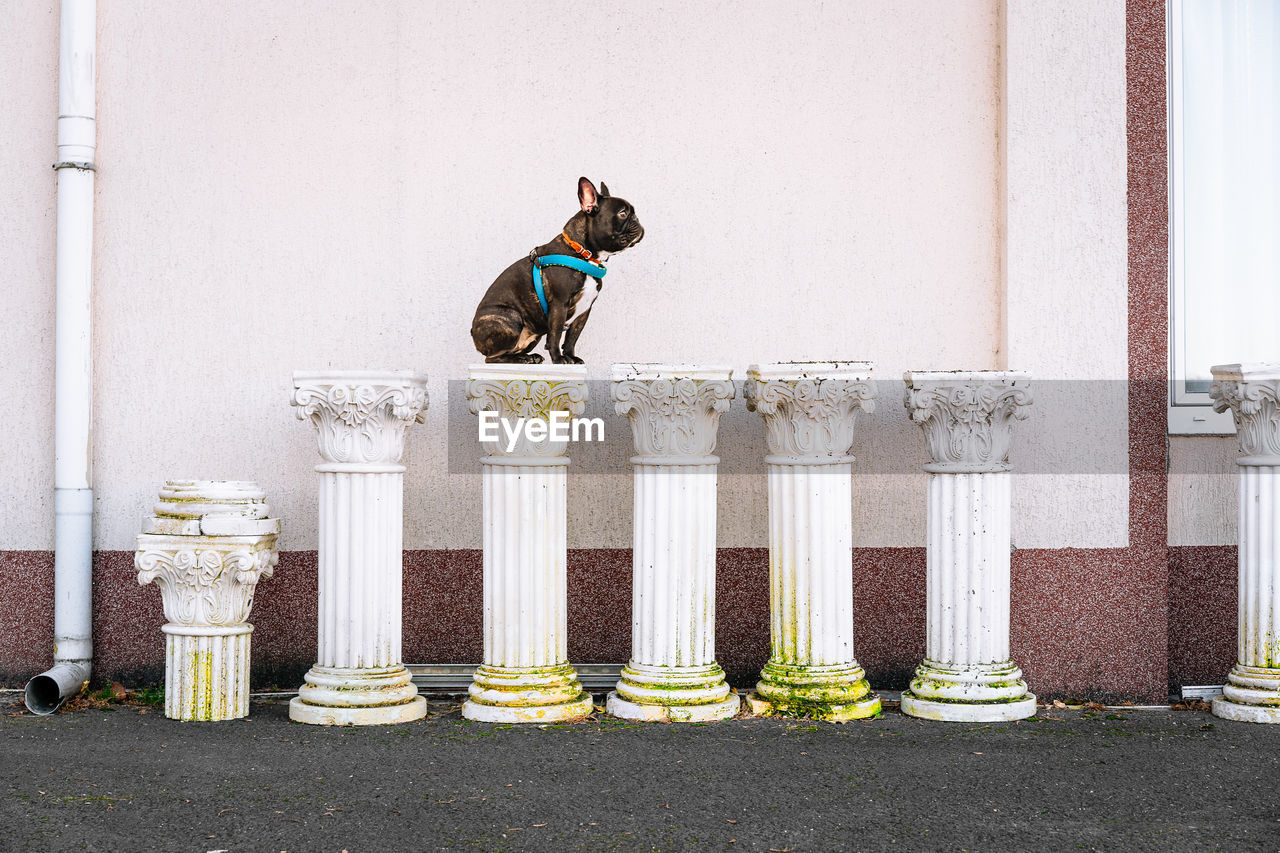 French bulldog dog sitting outdoors on ionic or corinthian column by the wall