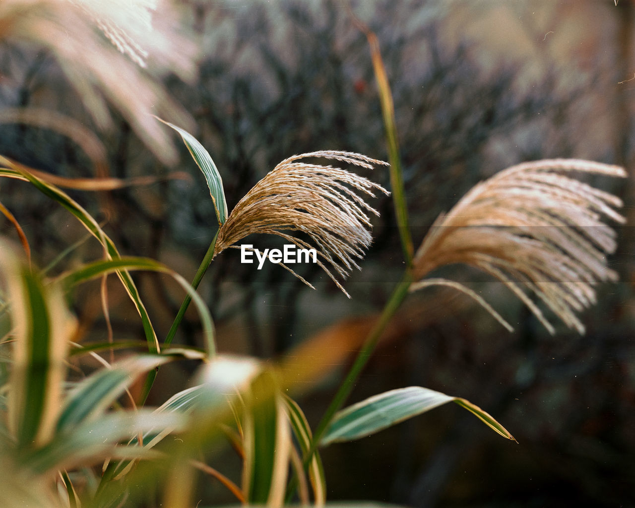 Close-up of tall grass plant