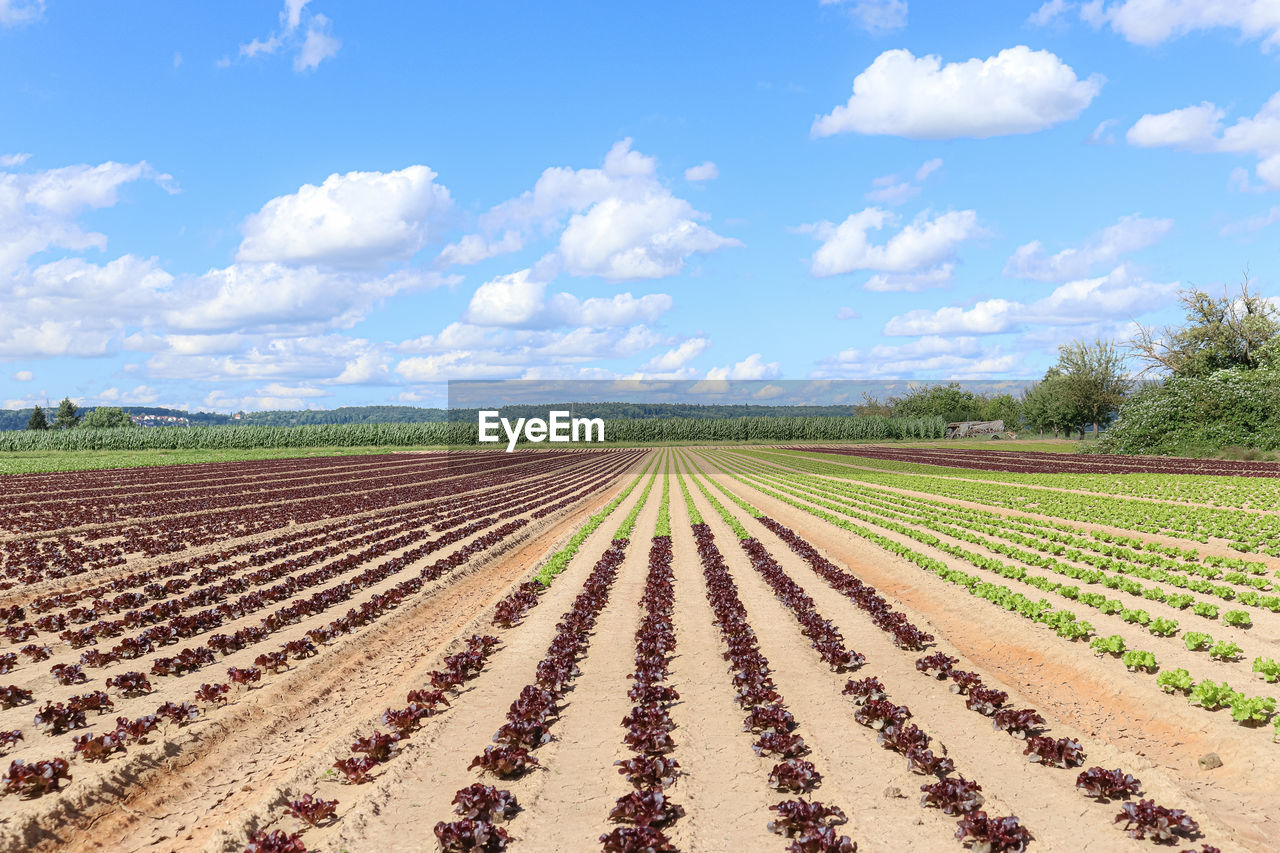 SCENIC VIEW OF FARM AGAINST SKY