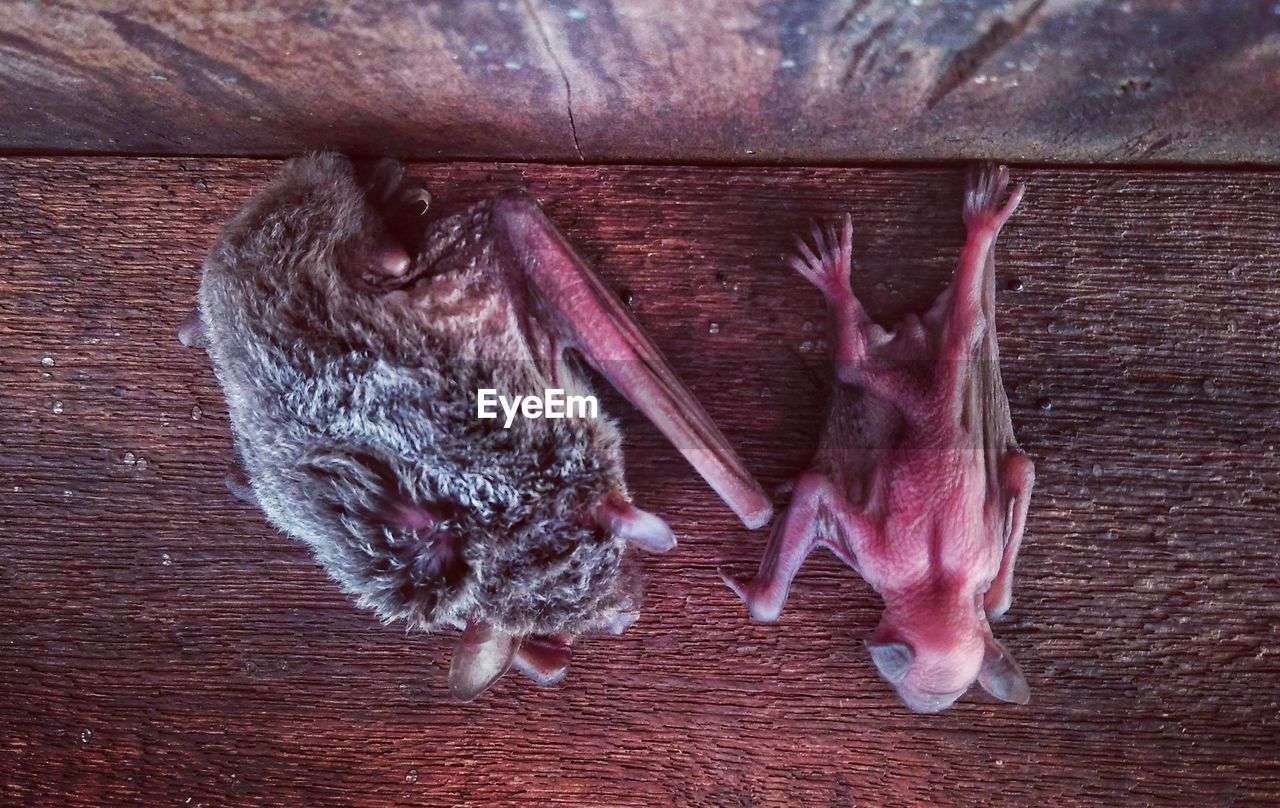 HIGH ANGLE VIEW OF A BIRD