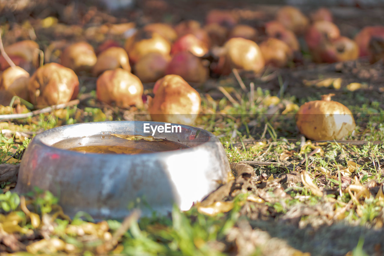 CLOSE-UP OF MUSHROOMS IN FIELD