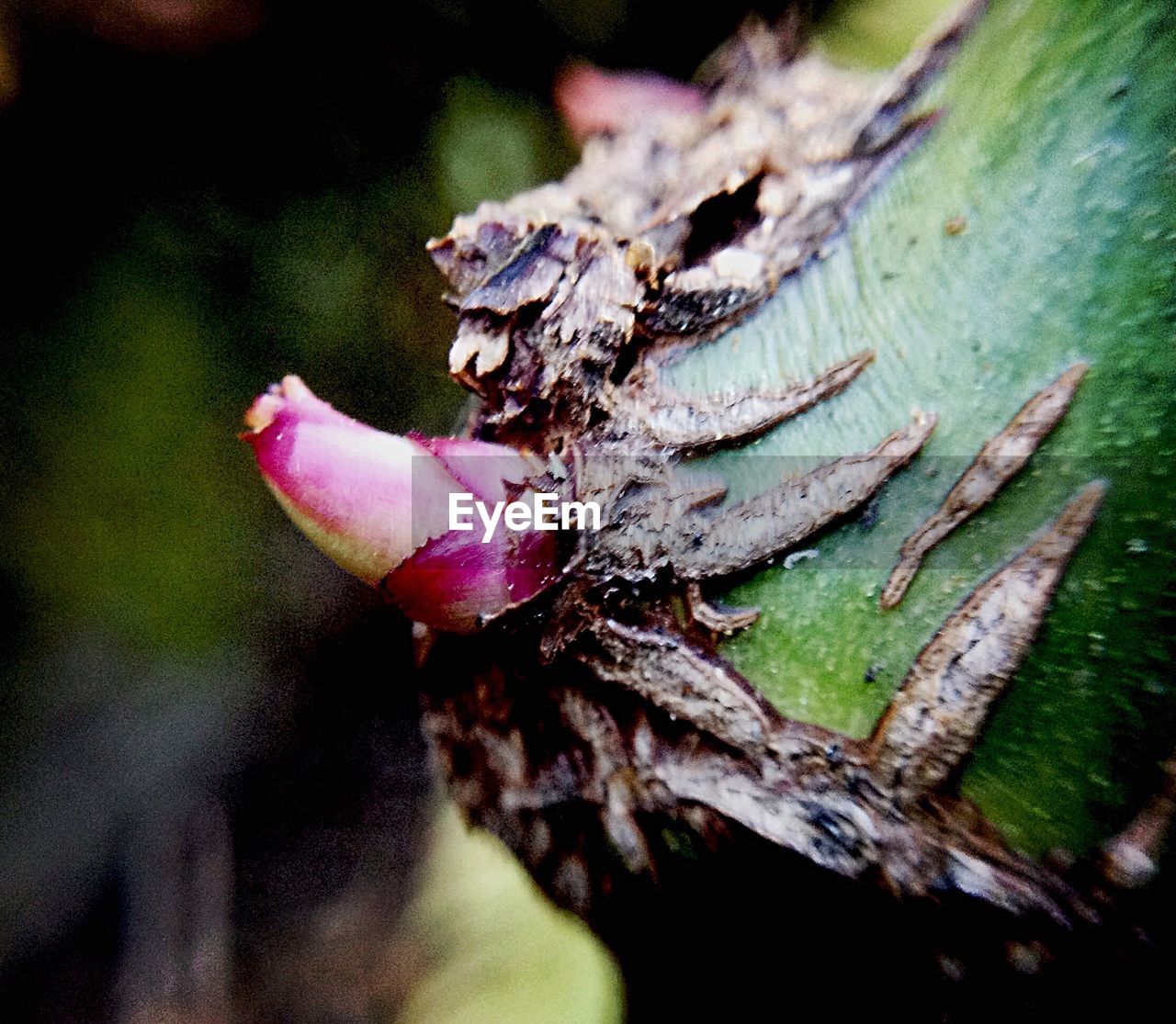 CLOSE-UP OF FLOWER GROWING IN GARDEN