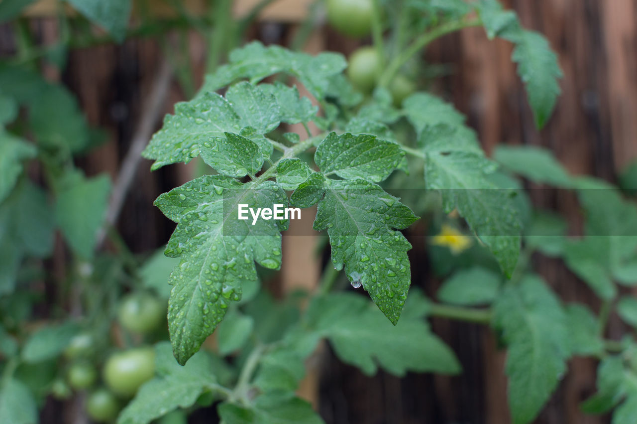 CLOSE-UP OF GREEN PLANT