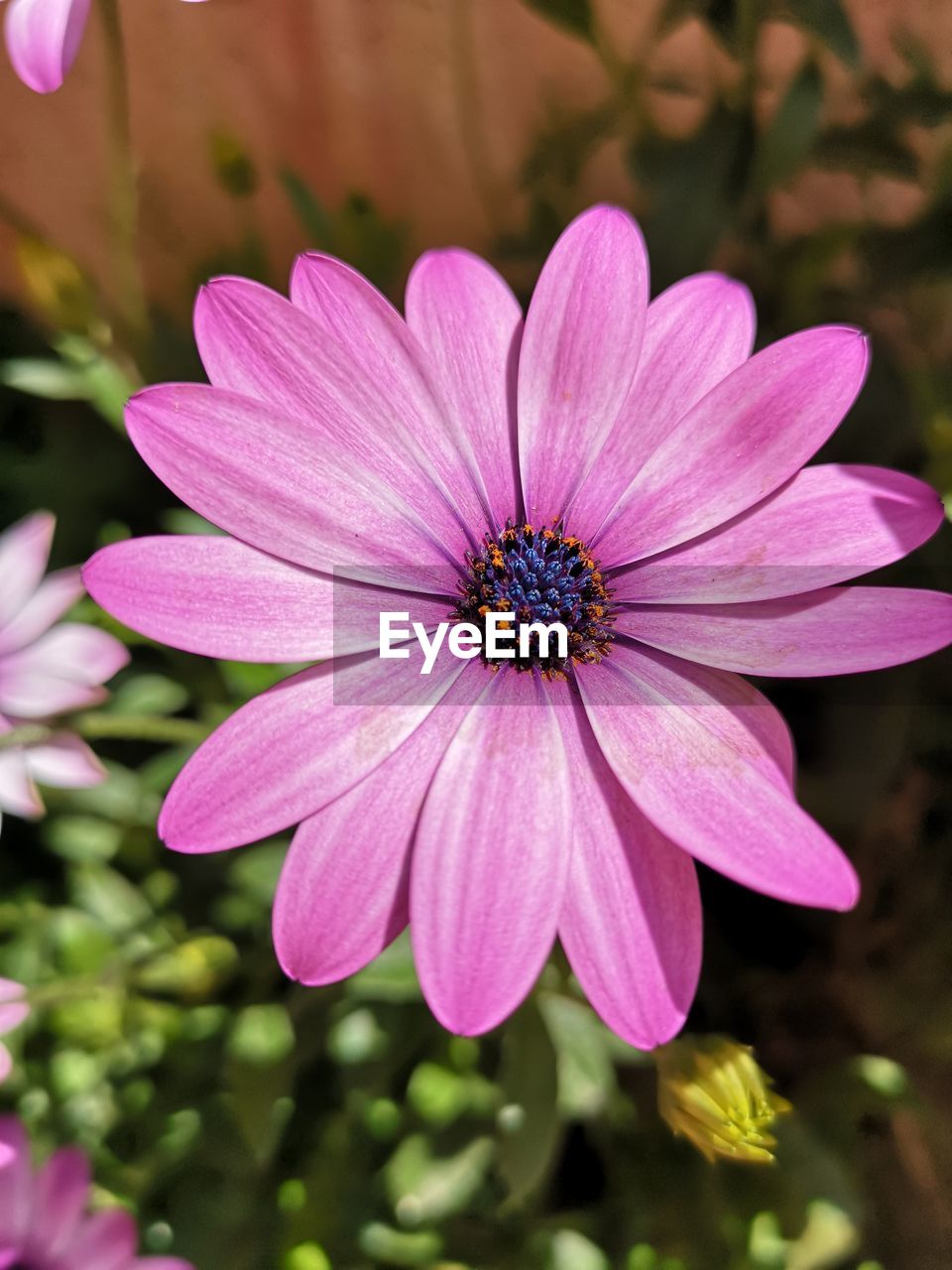 CLOSE-UP OF PINK WATER LILY