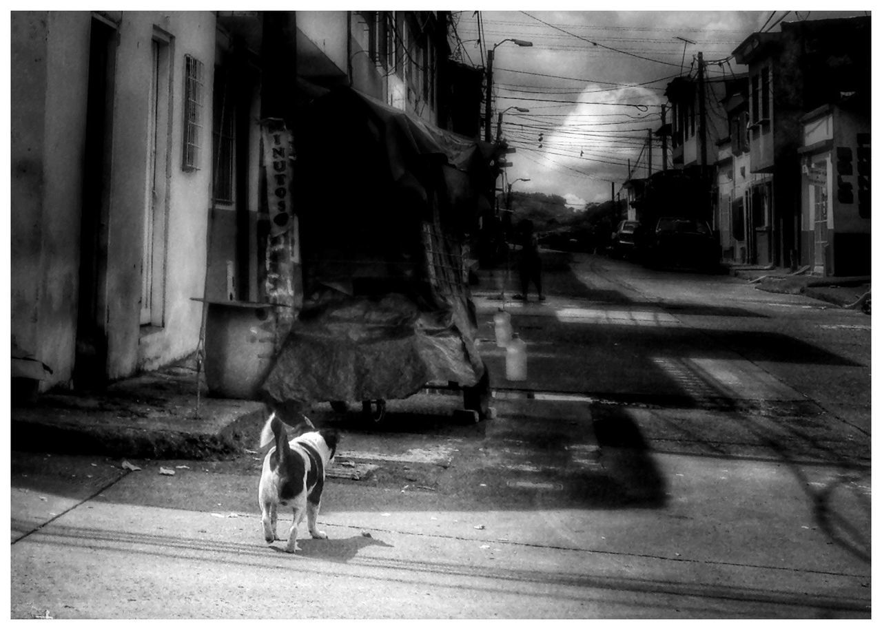 Rear view of dog walking on street