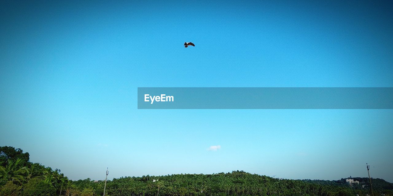 LOW ANGLE VIEW OF BIRD FLYING IN SKY