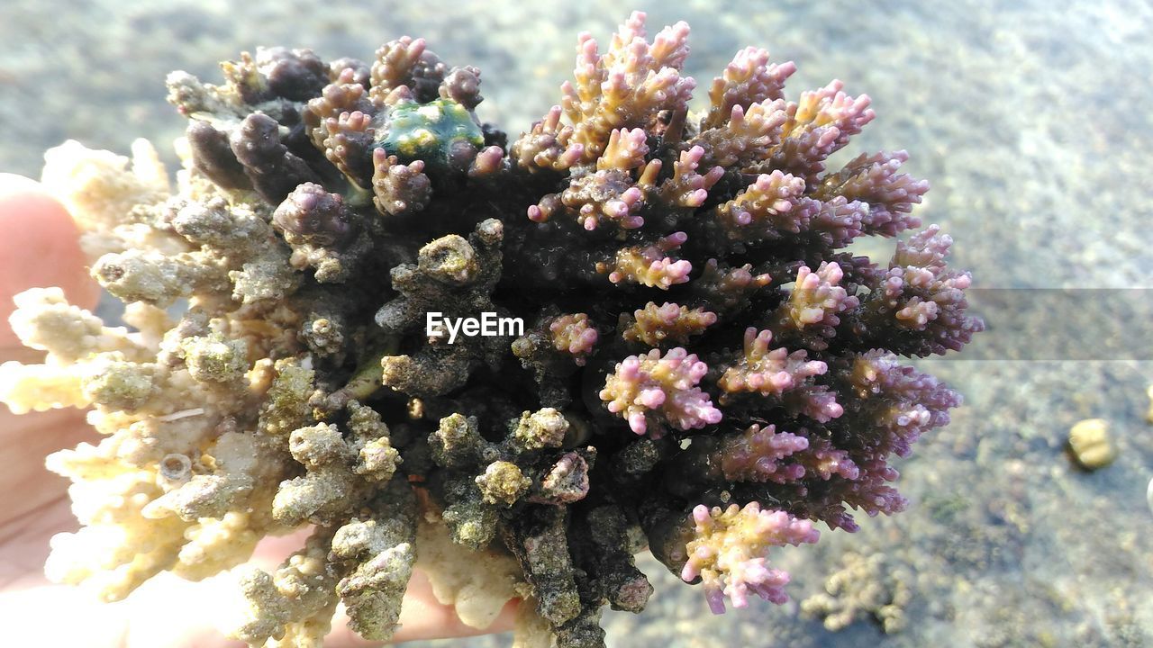 CLOSE-UP OF FLOWERS