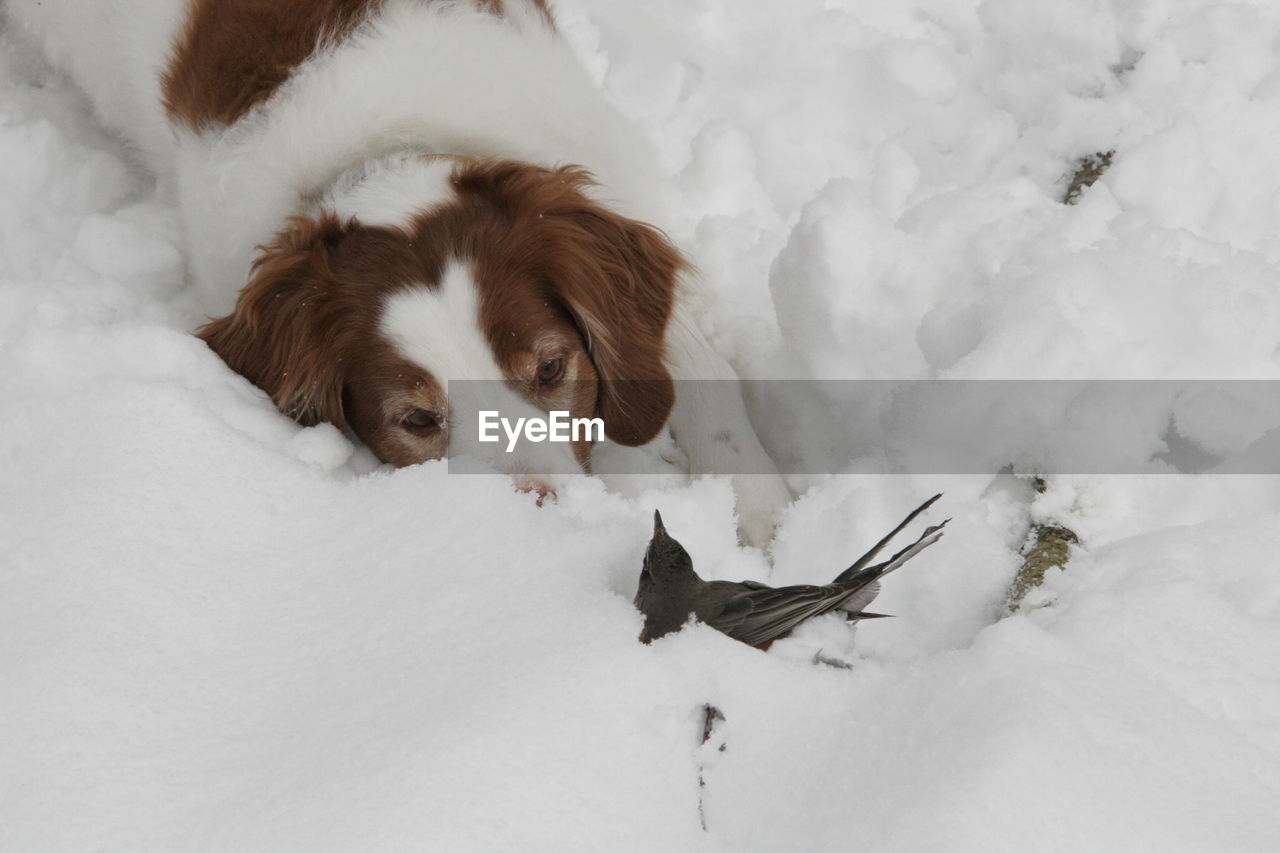 Close-up of a relaxed dog on snow