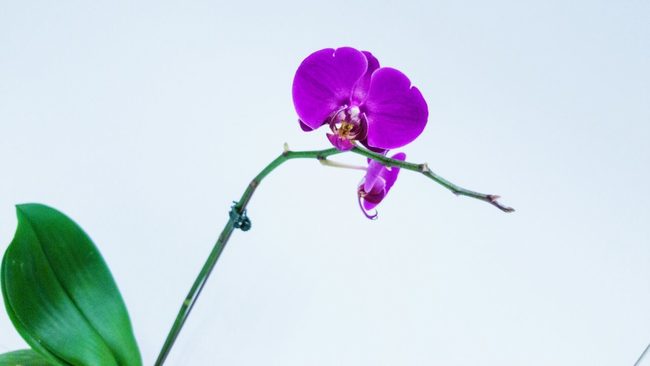 Low angle view of purple orchid flower against white background