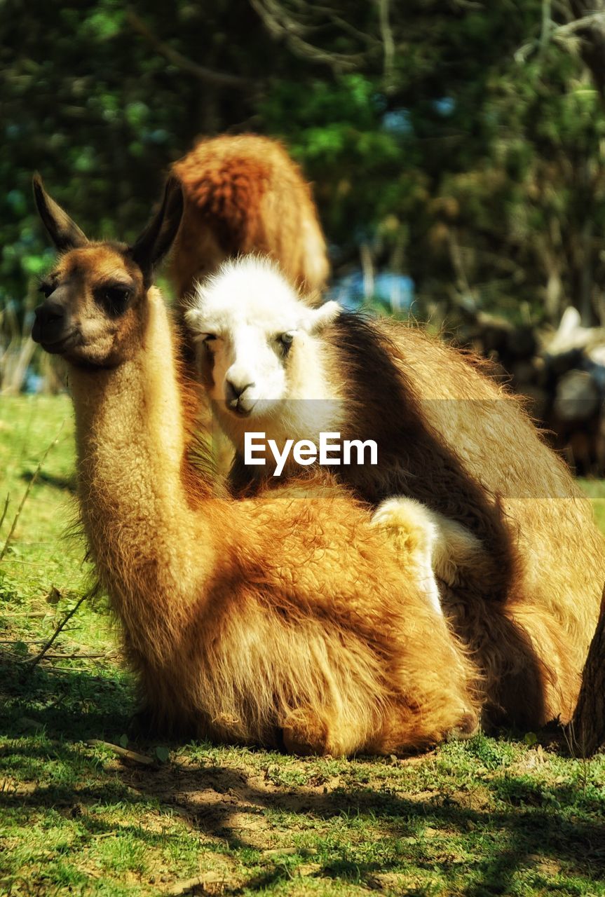 Llamas relaxing on grassy field during sunny day