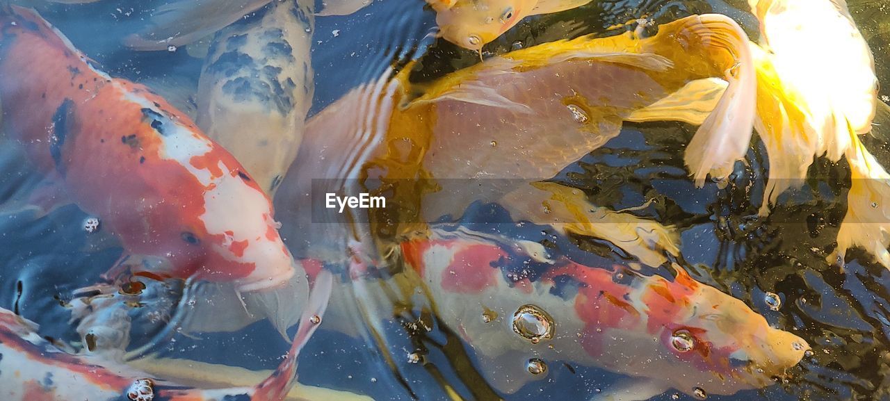 koi, water, fish, multi colored, animal, nature, no people, animal themes, animal wildlife, painting, close-up, outdoors, group of animals, sea, aquarium, swimming, wildlife, day