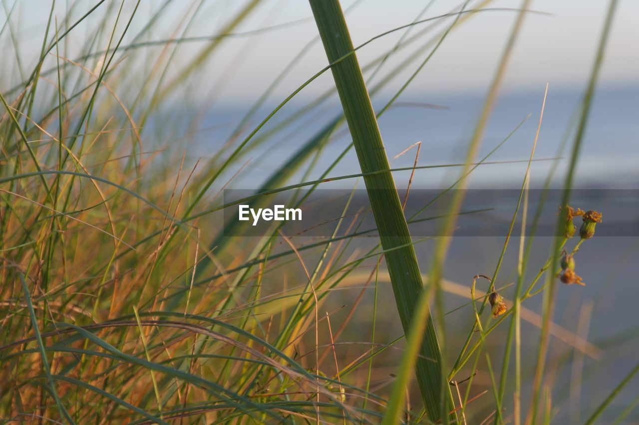 Close-up of grass on field against sky