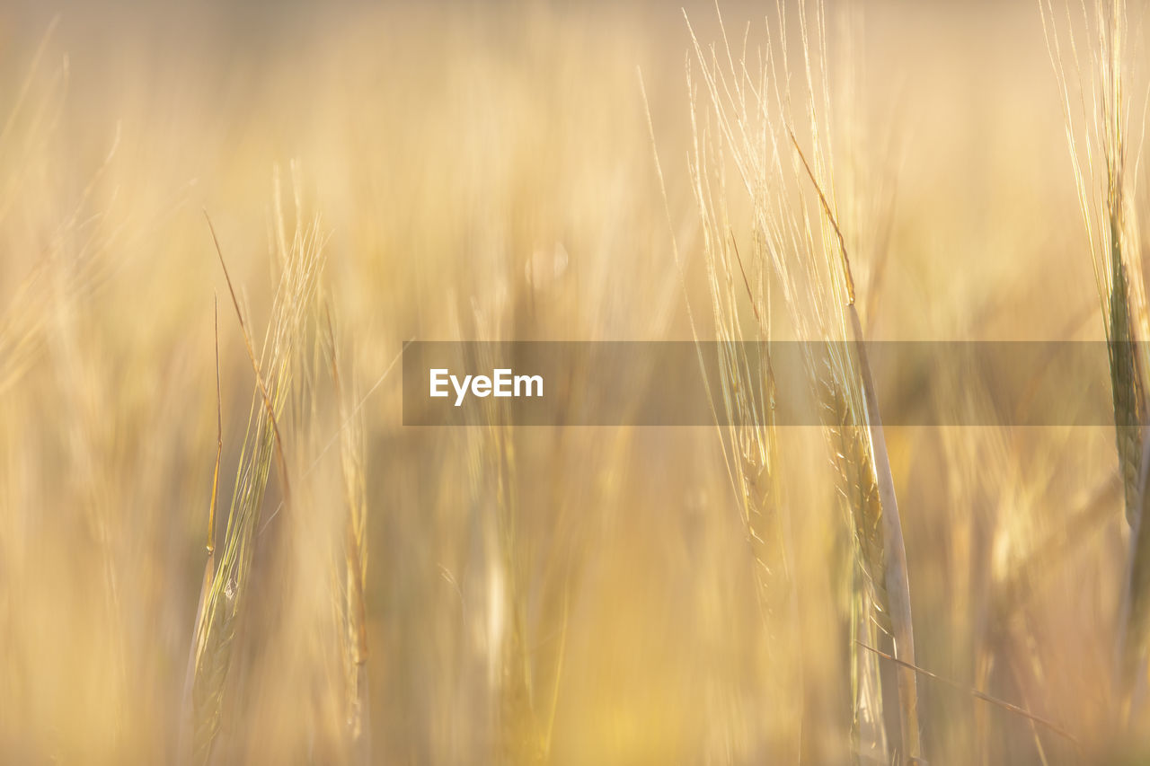 Close-up of wheat growing on field