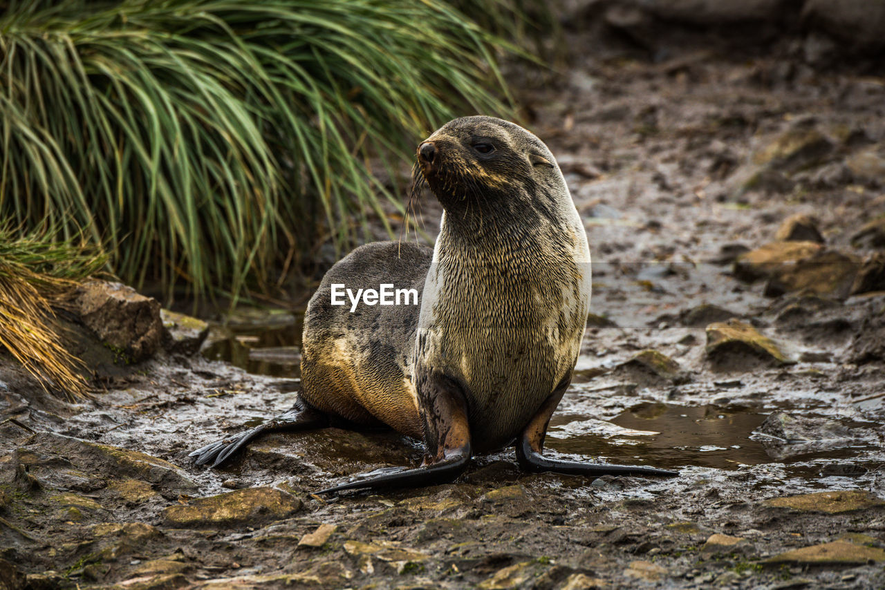 Sea lion relaxing on rocky shore