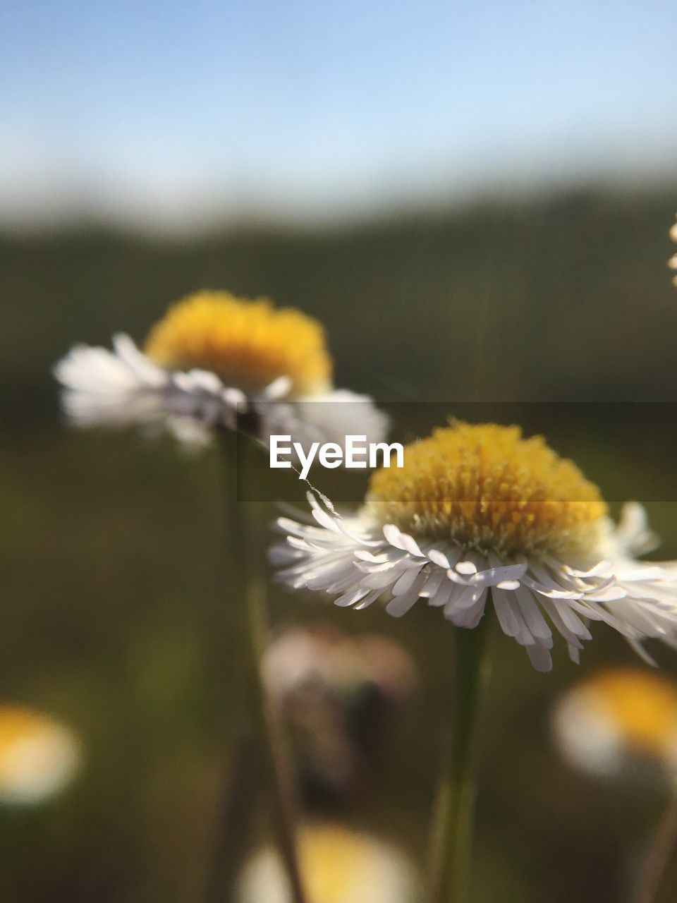 CLOSE-UP OF YELLOW COSMOS BLOOMING OUTDOORS
