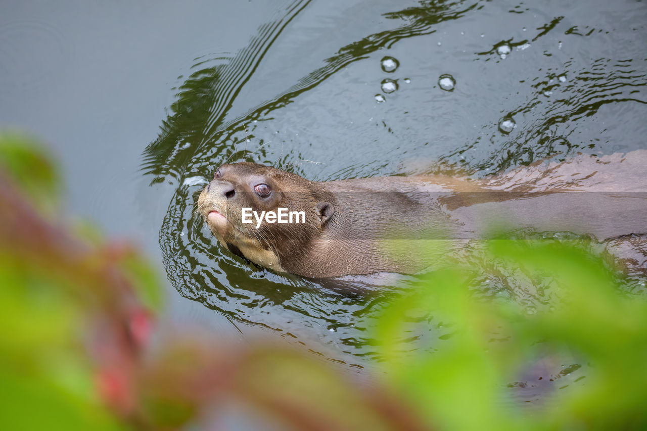 CLOSE-UP OF TURTLE IN SWIMMING