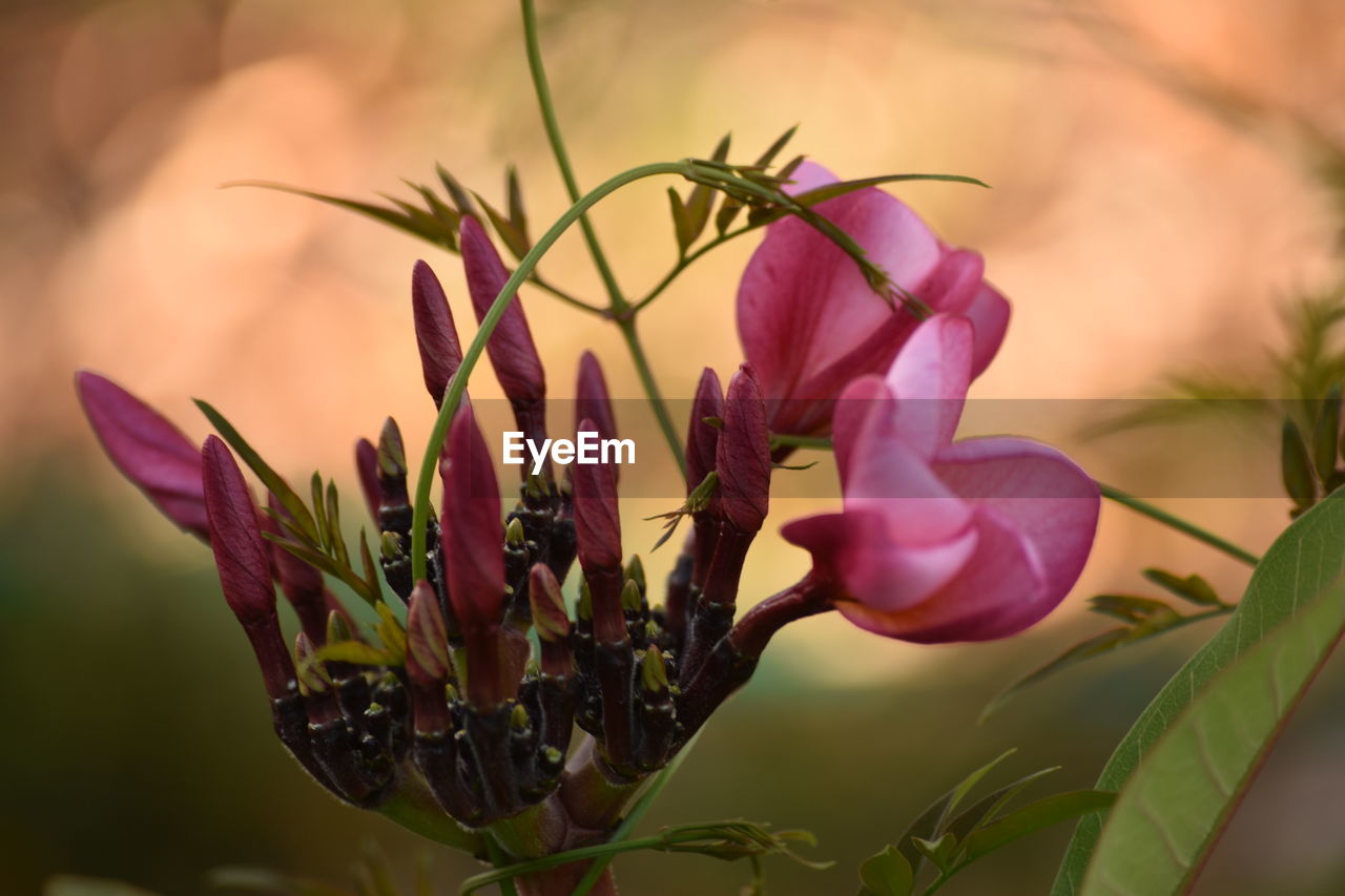 Close-up of flower blooming outdoors