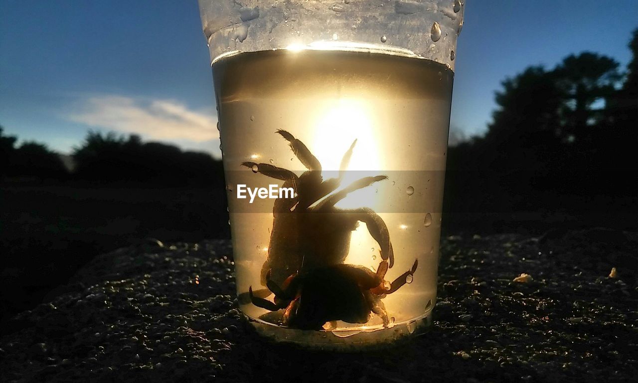 Close-up of crabs in drinking glass on rock