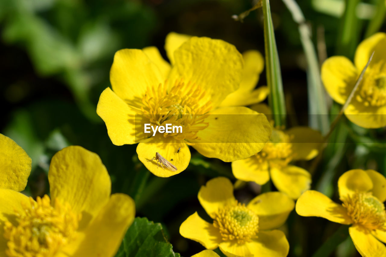 Close-up of yellow flowers blooming outdoors