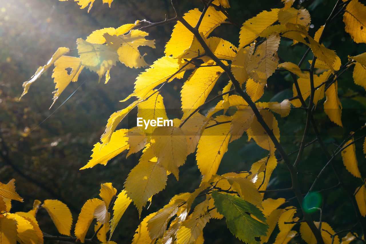 Close-up of autumn leaves on sunny day