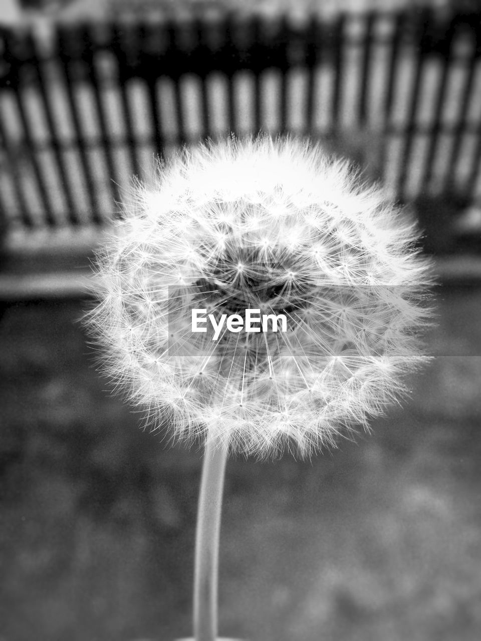 CLOSE-UP OF DANDELION FLOWERS