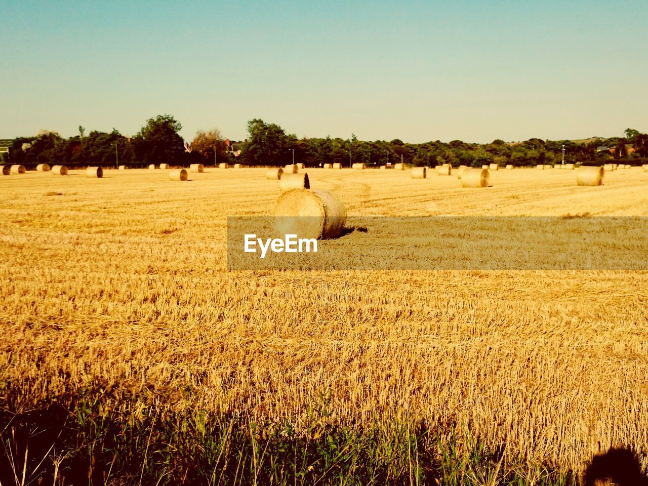 Bales of hay in a field in summer 