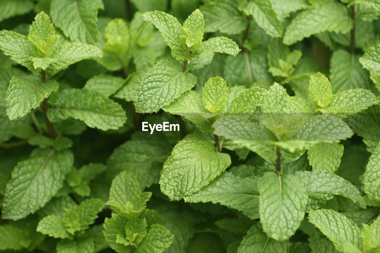 Full frame shot of mint  fresh green leaves