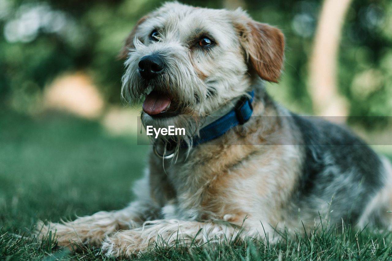 Close-up of dog looking away on field