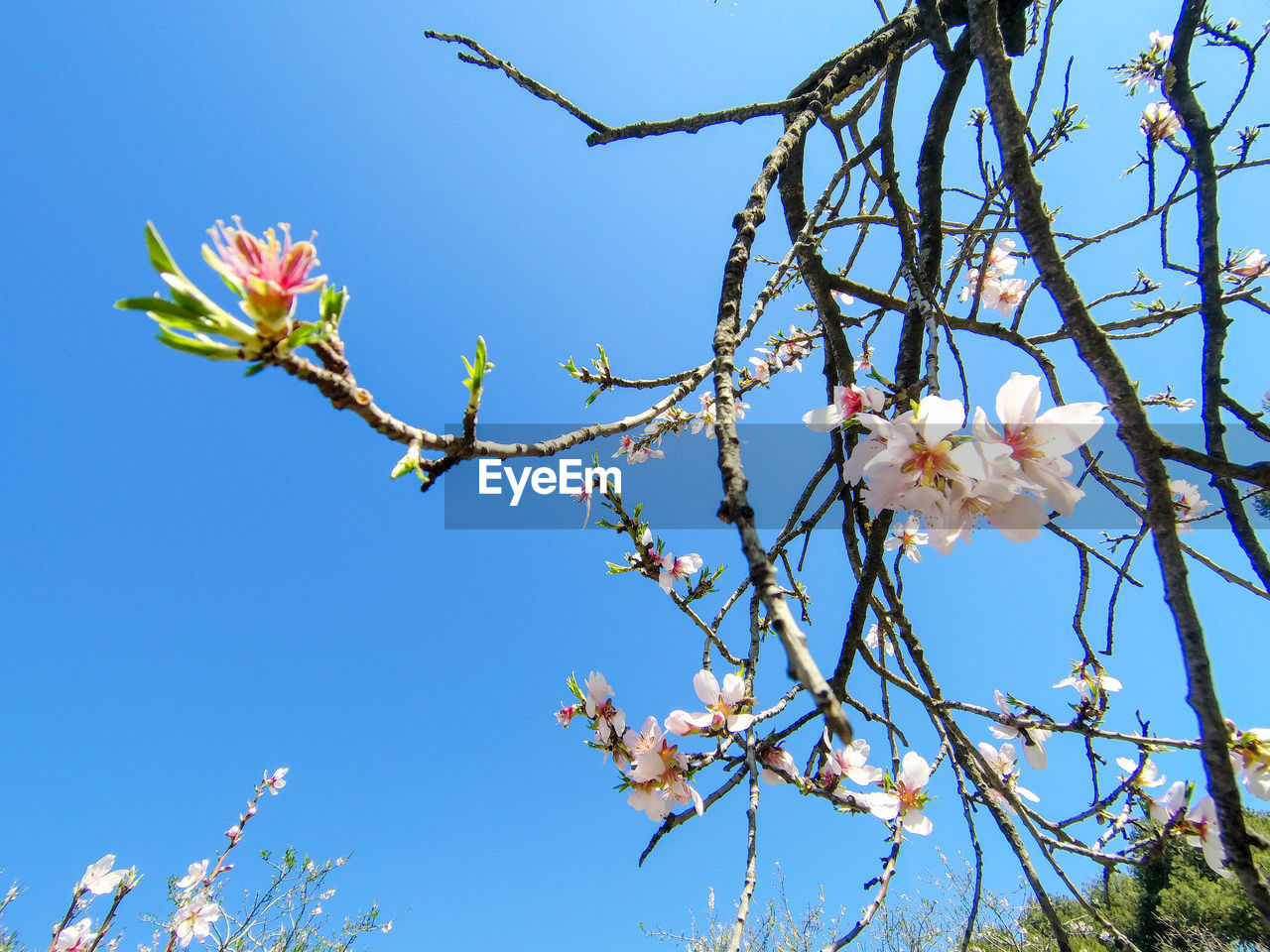 Close up photo of almond tree flowers blossoming in spring with blue sky. in madrid, spain