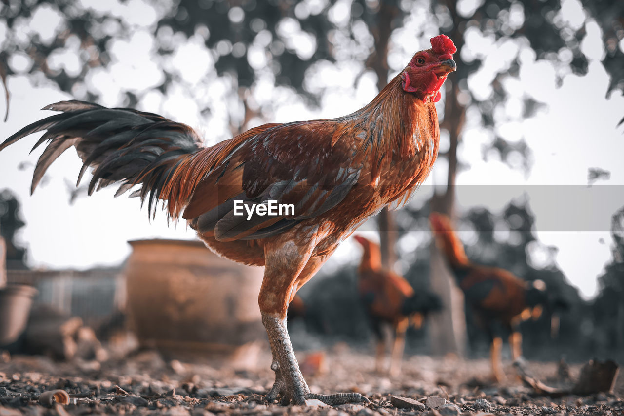 Close-up of rooster on land