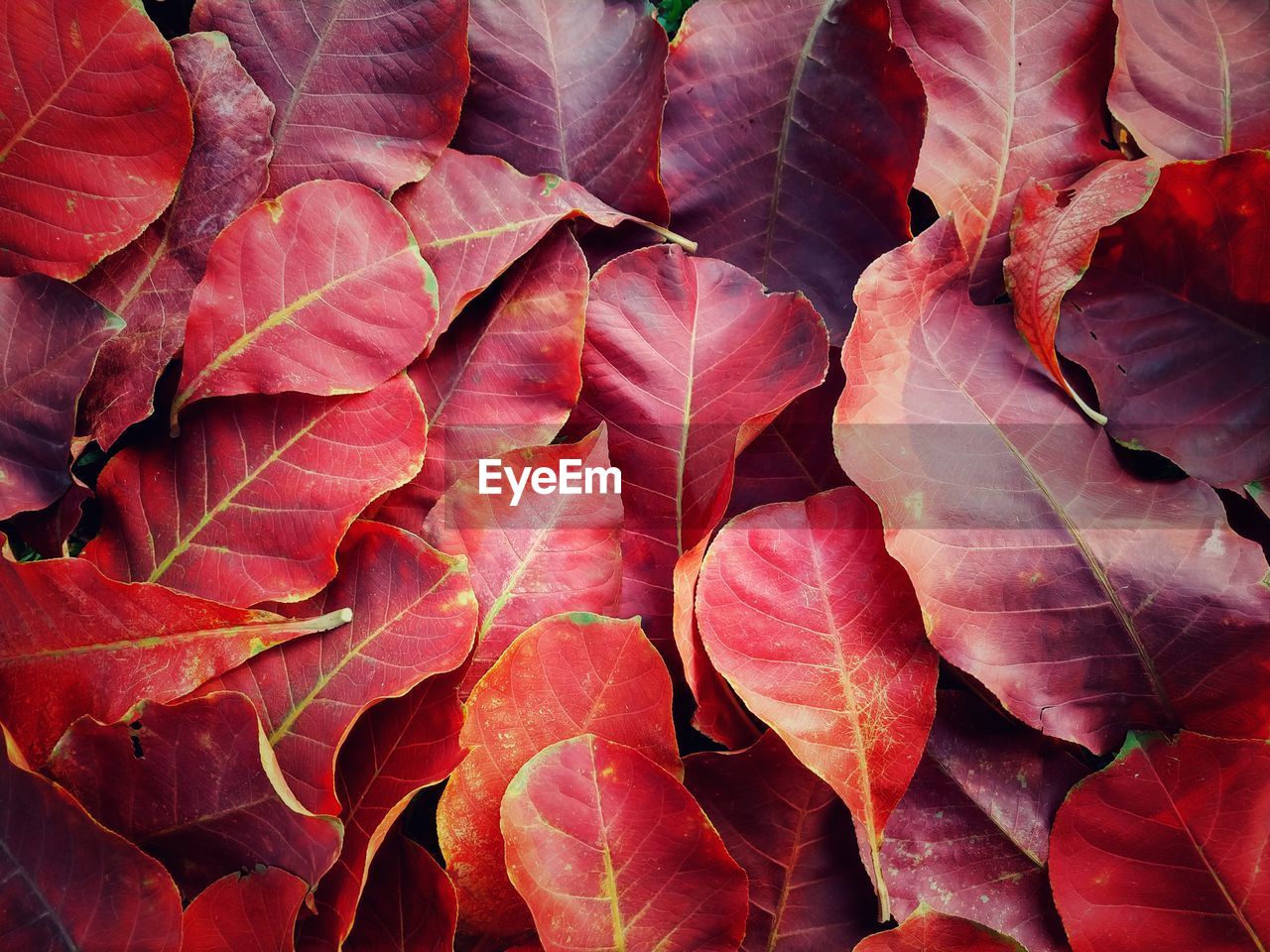 Full frame shot of autumnal leaves