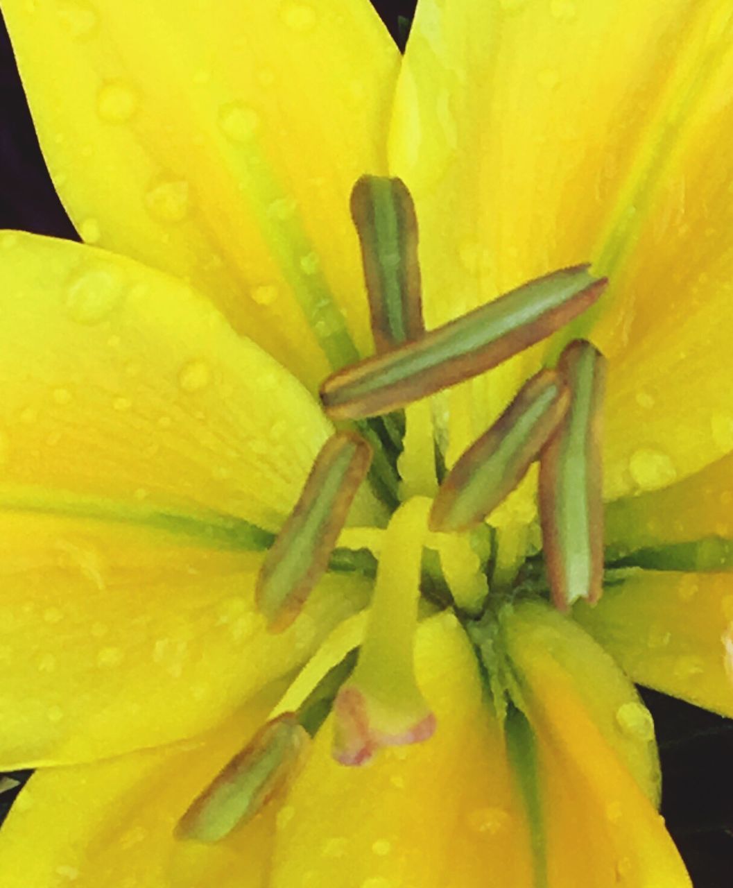 CLOSE-UP OF YELLOW FLOWERS