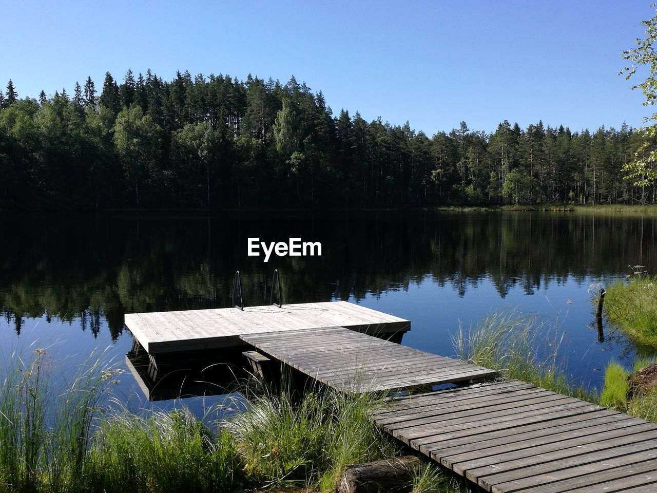 Reflection of trees in calm lake