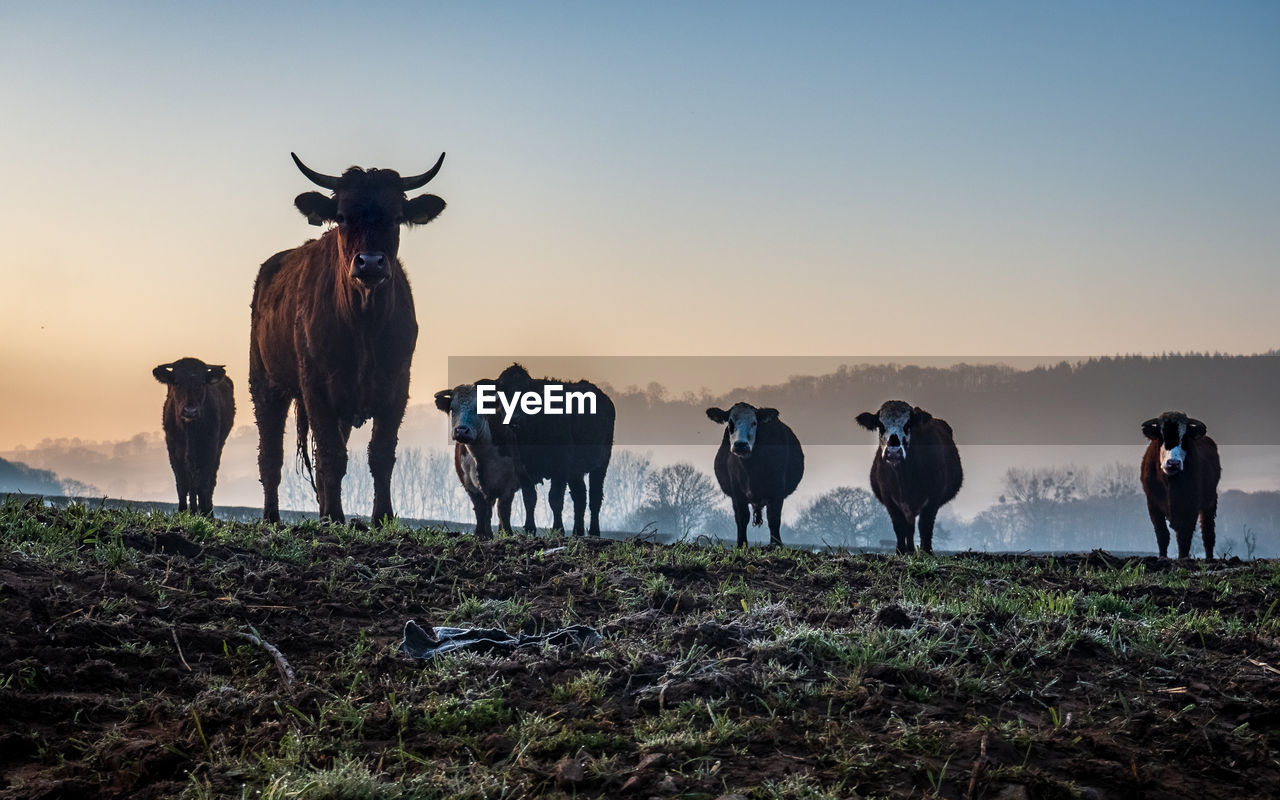 COWS STANDING IN FIELD AGAINST SKY