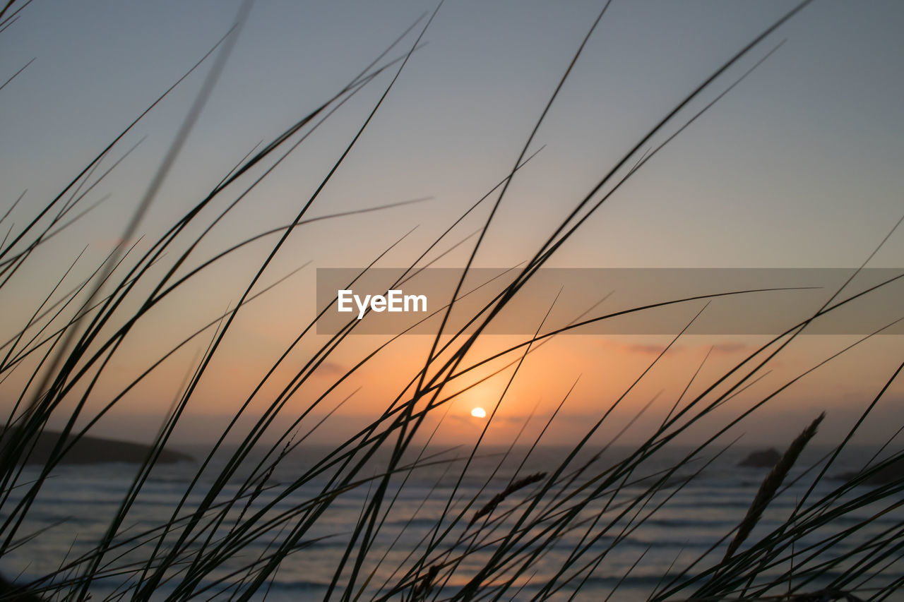 Grass against sea at sunset