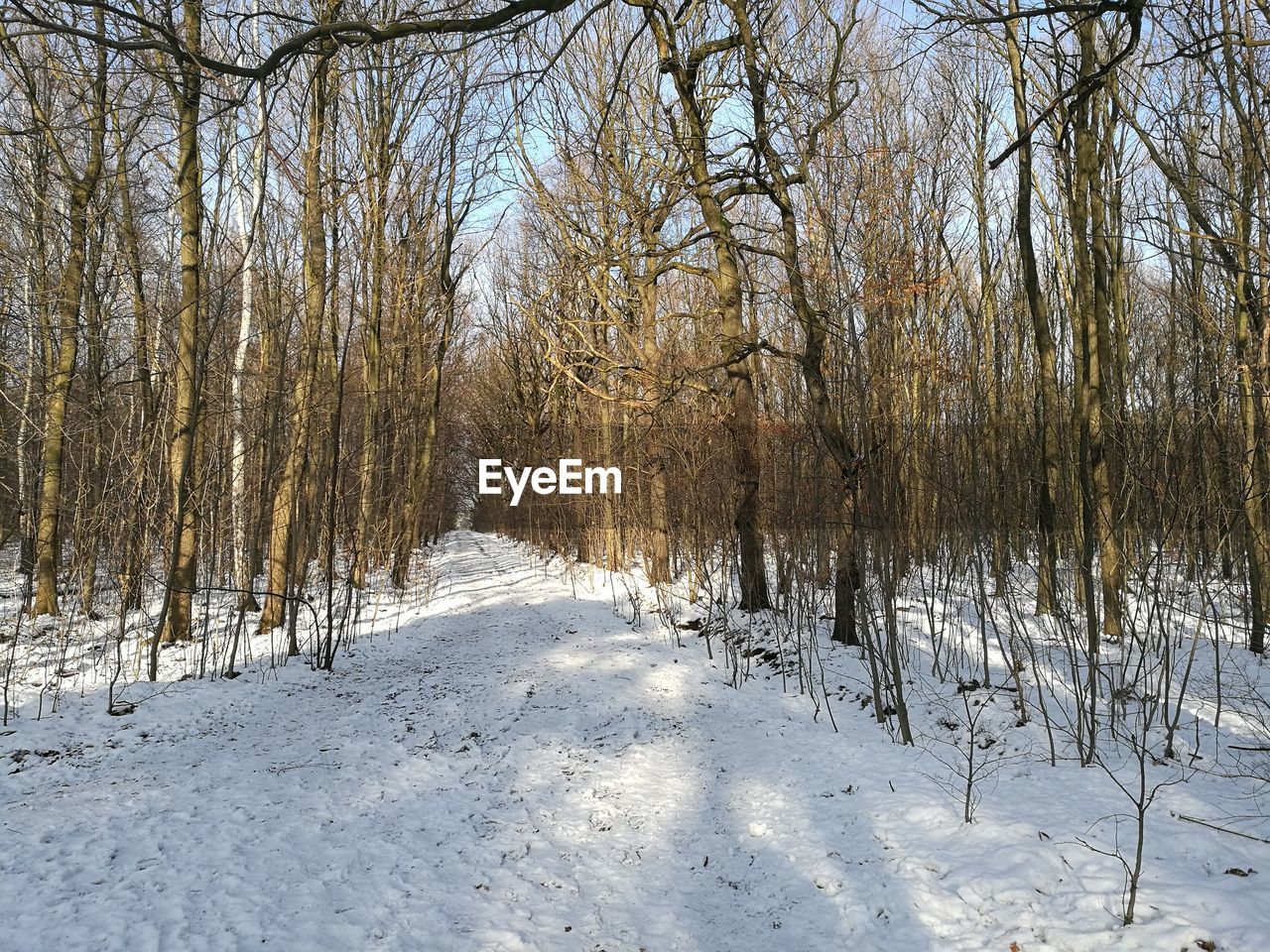 TREES ON SNOW COVERED LANDSCAPE