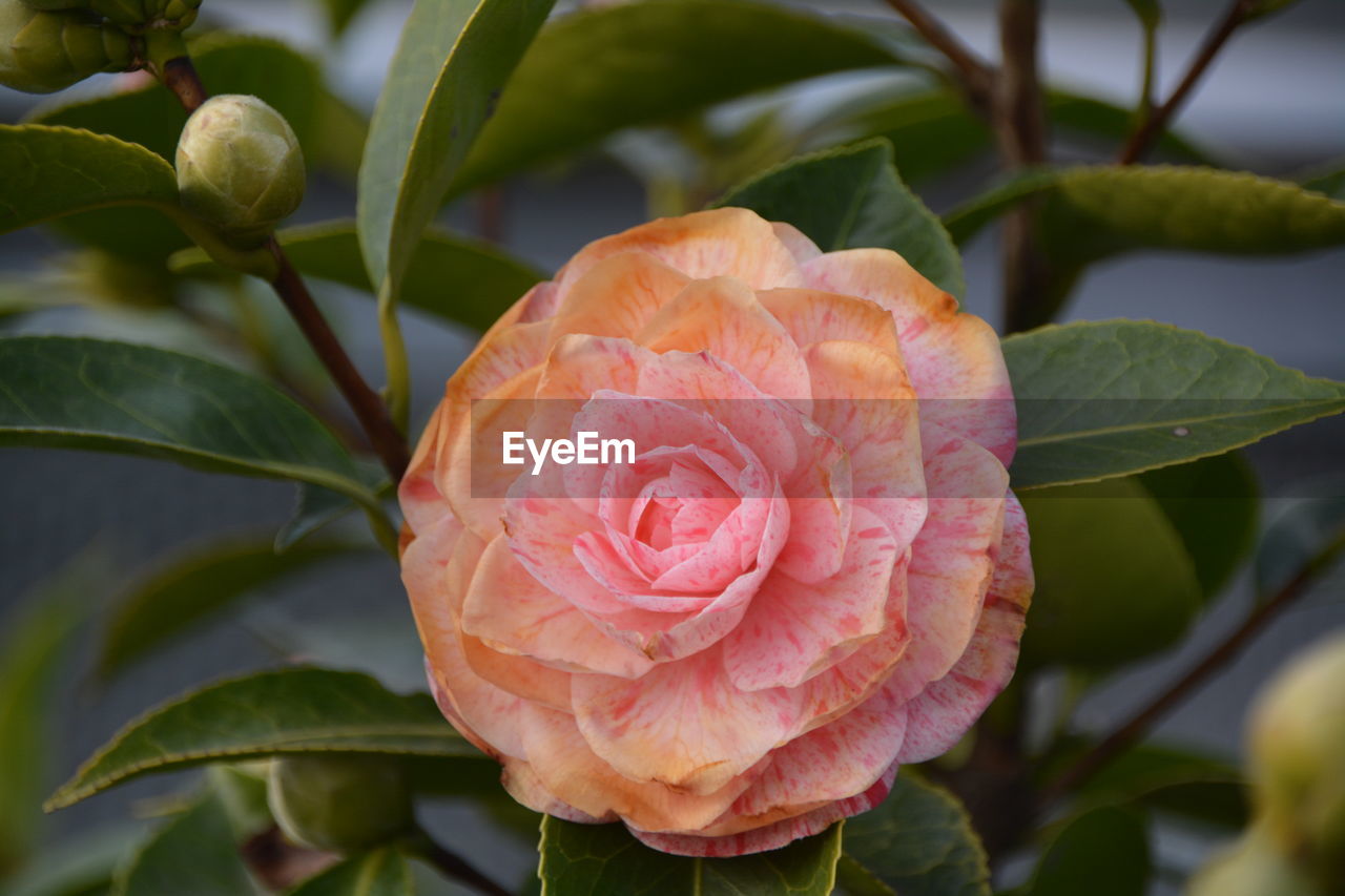 Close-up of rose blooming on plant