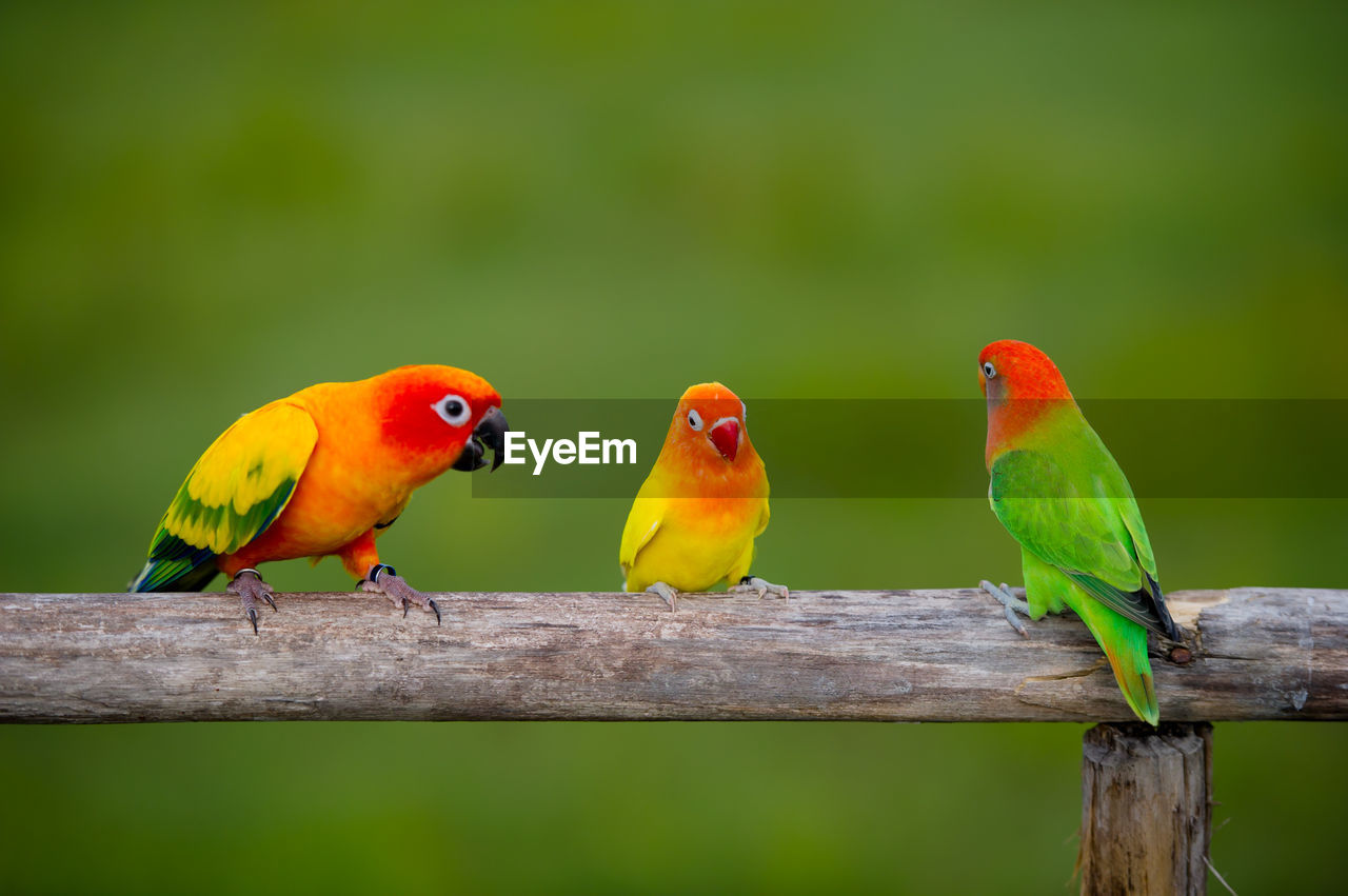 BIRD PERCHING ON WOOD