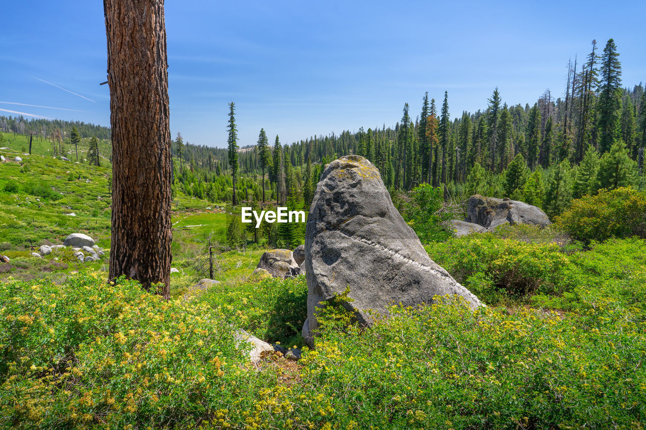 VIEW OF A TREE