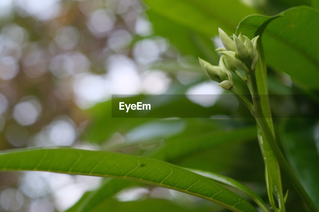 Close-up of flowering plant