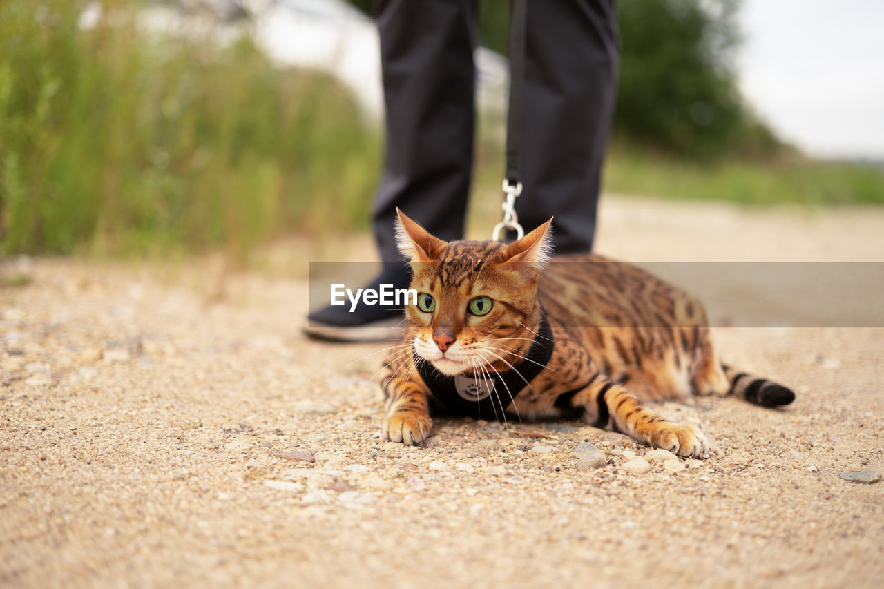 Scared beautiful bengal cat with green eyes outdoors lying on ground.unrecognizable man walking 