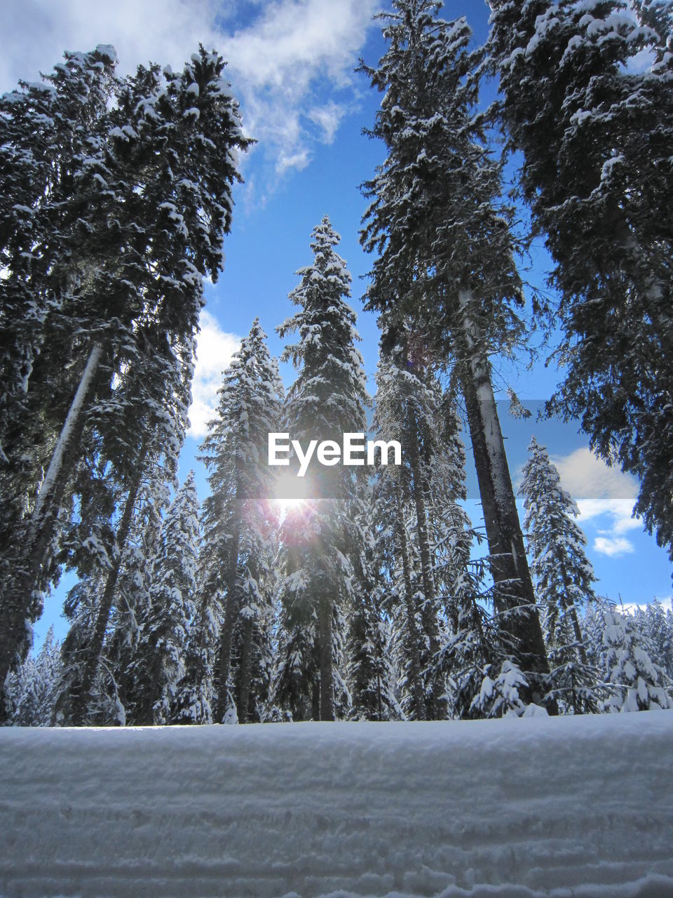 Low angle view of trees on snow covered landscape