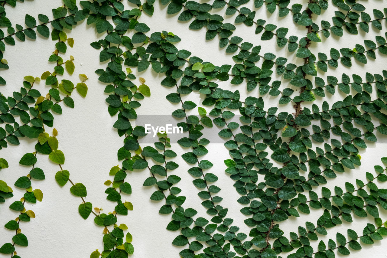 The green creeper plant on the wall