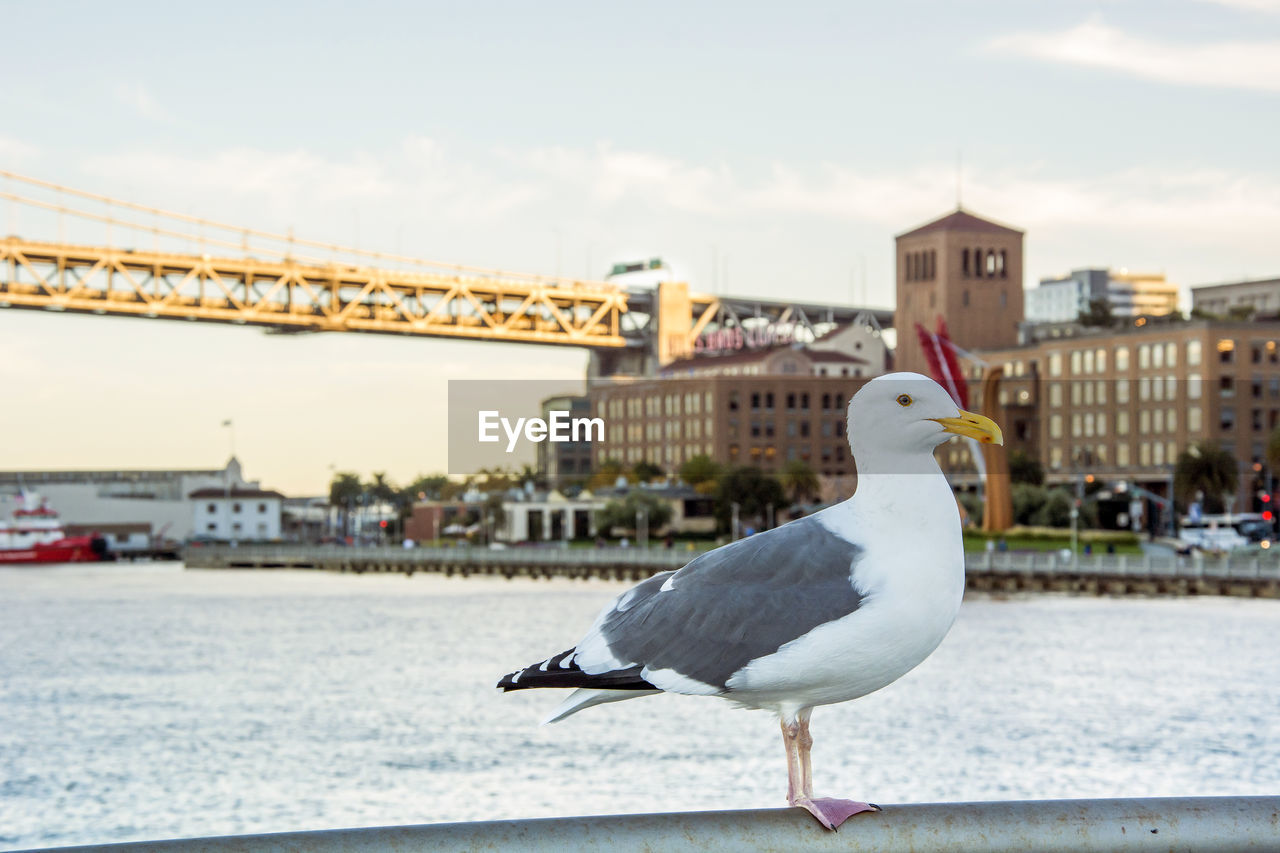 SEAGULL PERCHING BY SEA AGAINST SKY